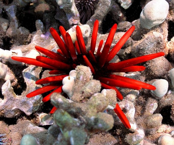 Underwater at Alhihi Bay of Maui