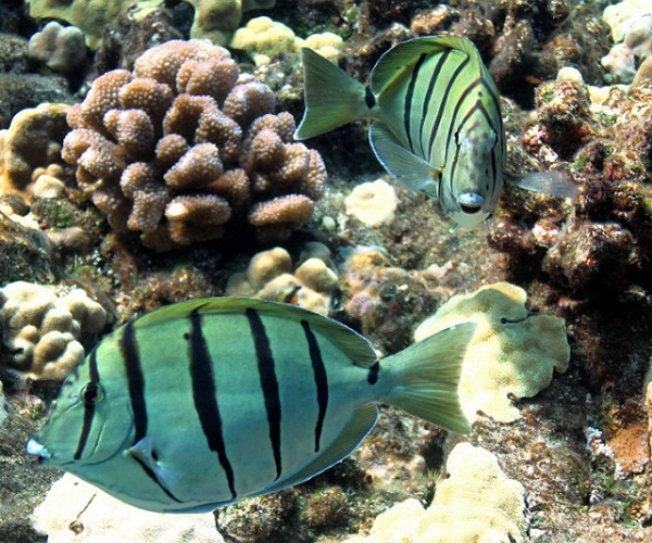 Dancing fish at Molokini