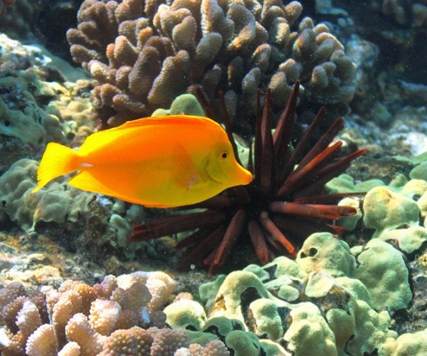 Crater of Molokini Diving