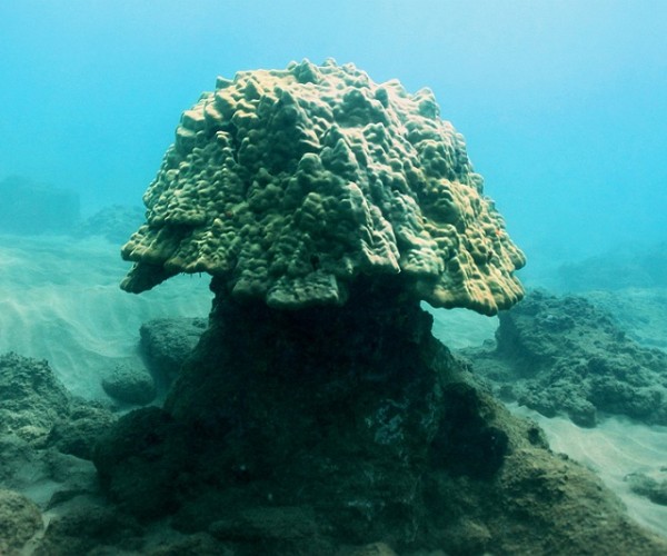 Coral reef expedition at Makena Landing