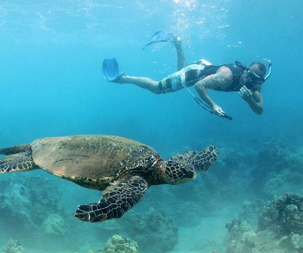 Chris freediving with the turtles